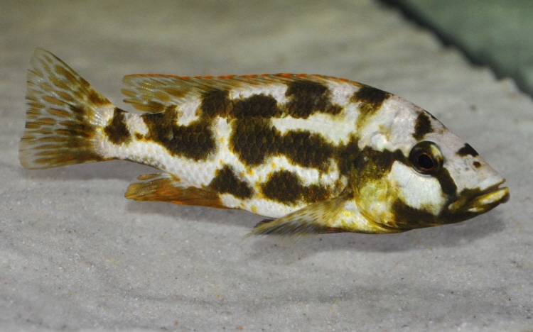 Nimbochromis livingstonii
